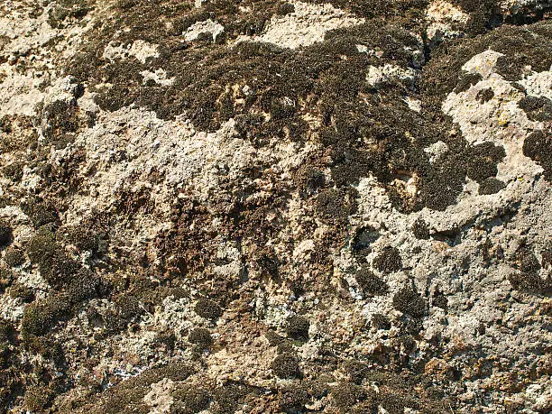 Black moss and lichen on a stone surface taken closeup.Background.