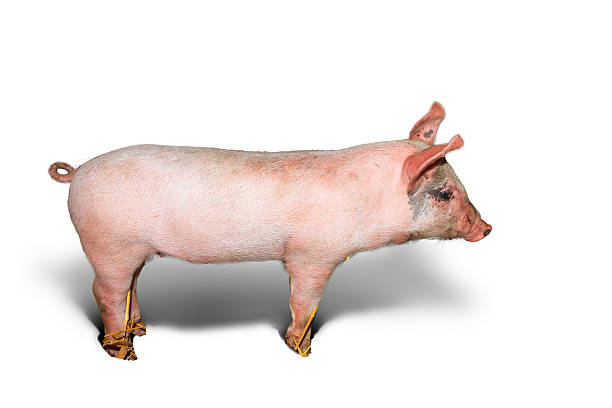 istock Dutch landrace piglet on white 483719555