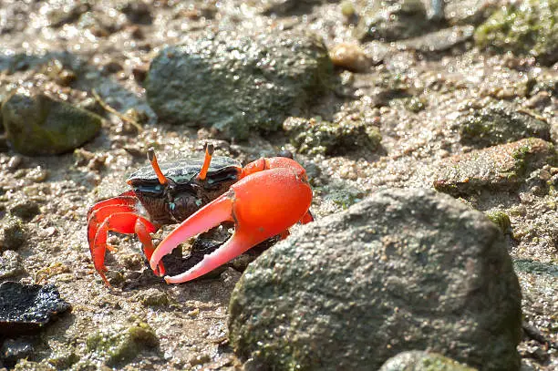 Photo of Red-clawed fiddler crab Tai O, Hong Kong
