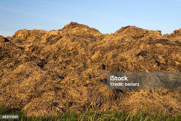 Estrume - Fotografias de stock e mais imagens de Estrume - Estrume, Palha, Adubo - Equipamento Agrícola