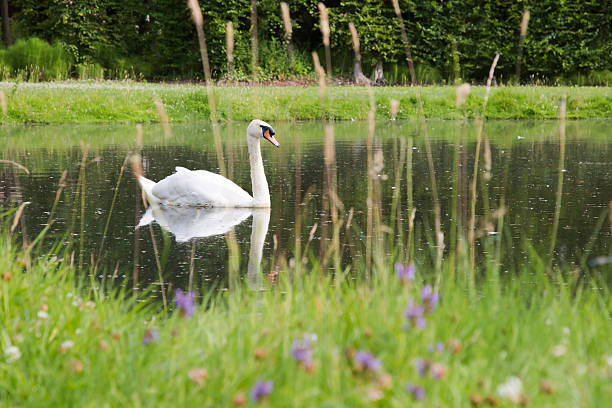 Swan in a pond stock photo