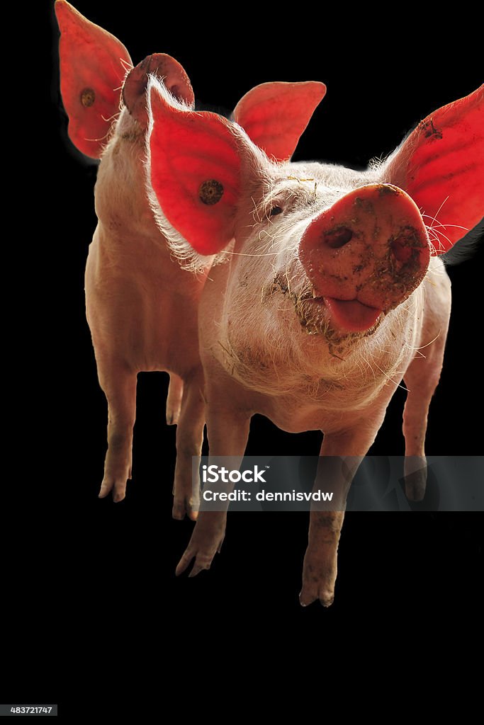 Happy dutch piglets on black Dutch landrace, domestic pig (Sus scrofa domesticus), isolated on a black background Animal Stock Photo