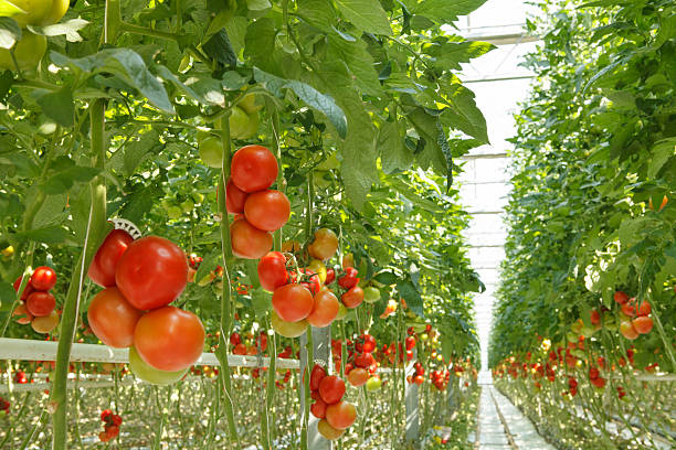 pomodori - tomato vegetable greenhouse vegetable garden foto e immagini stock