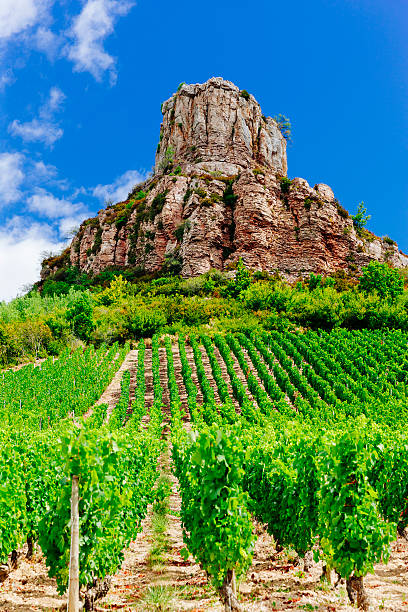 Vineyard on steep terraced hillside. Douro Valley, Portugal.
