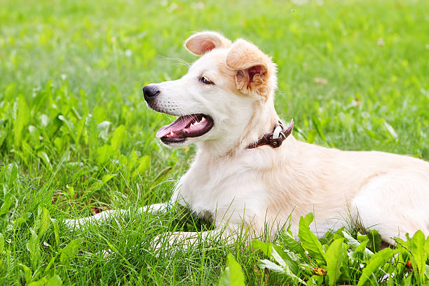 istock golden retriever puppy 483721907
