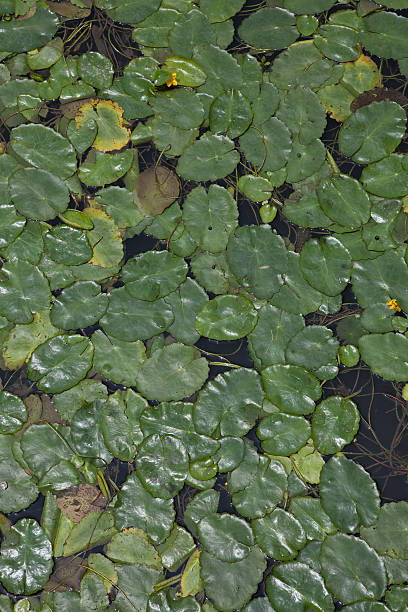 Lotus leaves in water stock photo