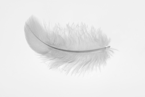 A single white birds feather on a white background, The feather is very soft and comes from a young bird. It is on a white background and there is copy space around the feather. The feathers is quite smooth at the tip but becomes more fluffy towards the base.