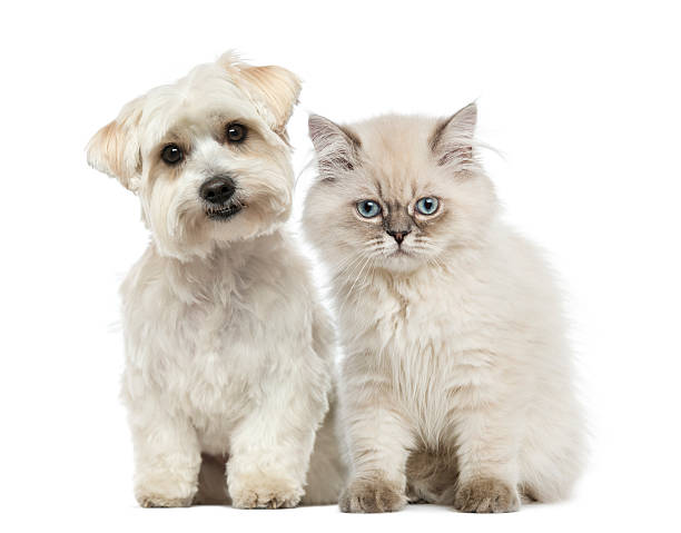 istock Kitten and dog sitting together,  looking at the camera 483722305
