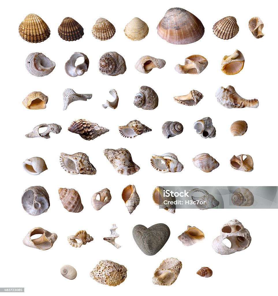 Isolated collection of shell Photographic set of mollusk seashells. Super XL Photo Animal Stock Photo