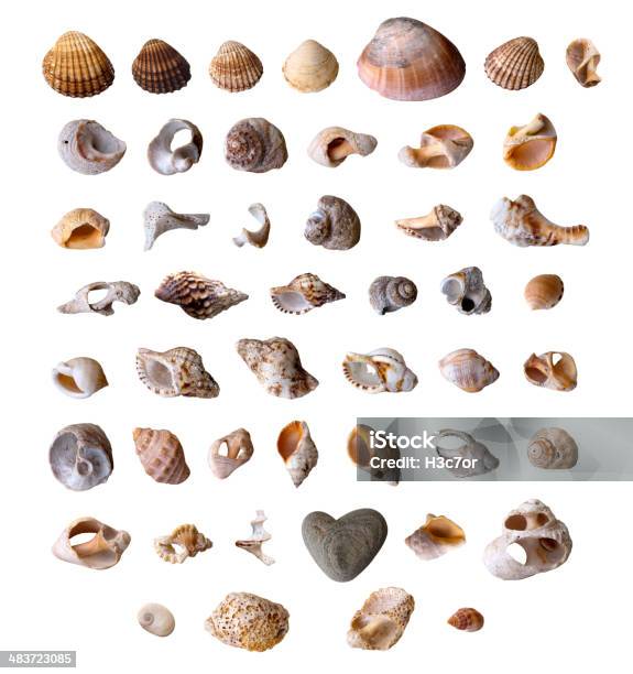 Isolated Collection Of Shell Stock Photo - Download Image Now - Animal, Animal Shell, Beach