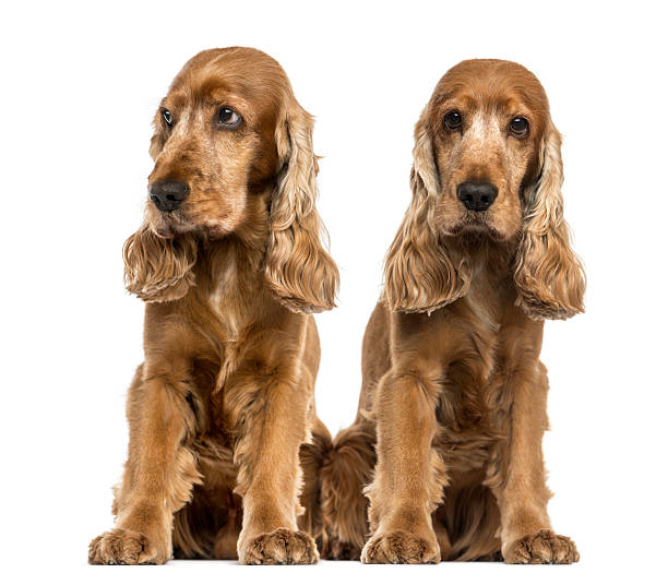 istock Two English Cocker Spaniels sitting 483723181