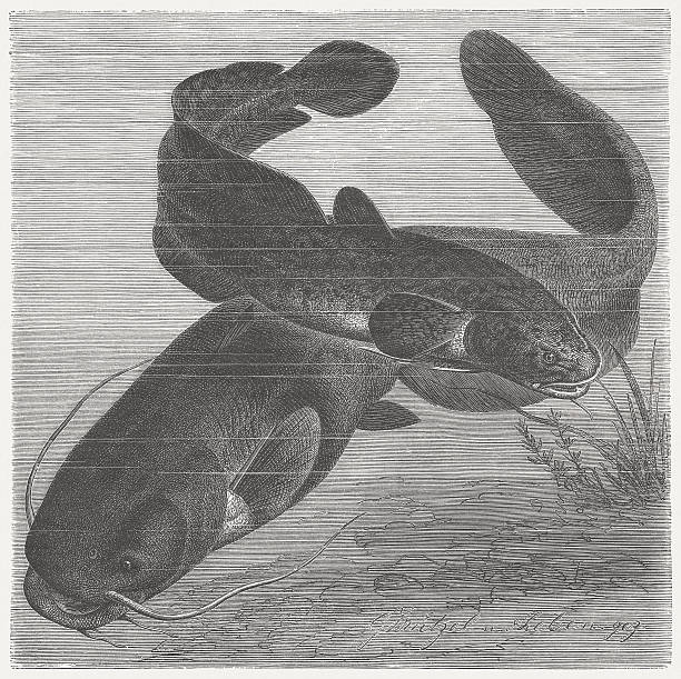 Burbot and Wels catfish, wood engraving, published in 1884 Burbot (Lota lota, top) and Wels catfish (Silurus glanis). Woodcut engraving after a drawing by Gustav Mützel (German painter, 1839 - 1893), published in 1884. lota lota stock illustrations