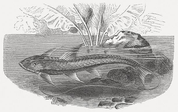 Sucker fish (Hypostomus plecostomus), wood engraving, published in 1884 Sucker fish (Hypostomus plecostomus). Woodcut engraving after a drawing by Robert Kretschmer (German painter, 1818 - 1872), published in 1884. hypostomus plecostomus stock illustrations