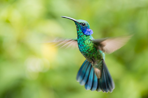 Green violetear hummingbird (Colibri thalassinus), flying in mid-air with an out of focus background. San Gerardo de Dota, Costa Rica