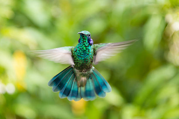 istock Flying Green violetear hummingbird, Colibri thalassinus 483726192