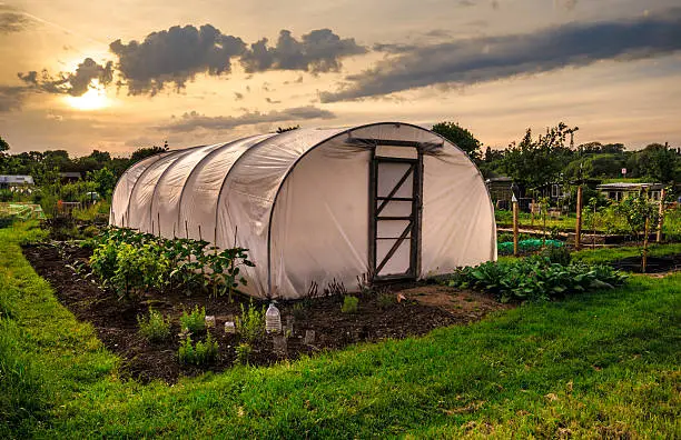 Polythene tunnel as a plastic greenhouse in an allotment with growing vegetables at sunset.