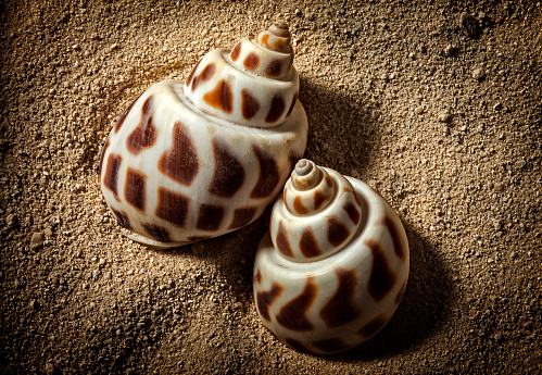 Two seashells with dramatic cross lighting to bring out their shape and detail in the sand grains.