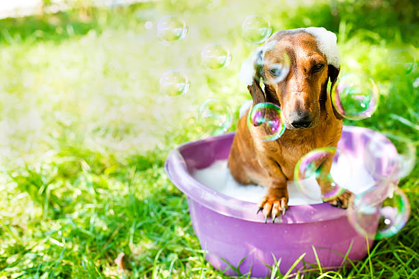 The dog takes a bath stock photo