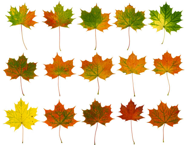 istock Selection of autumn leaves on white background 483734712