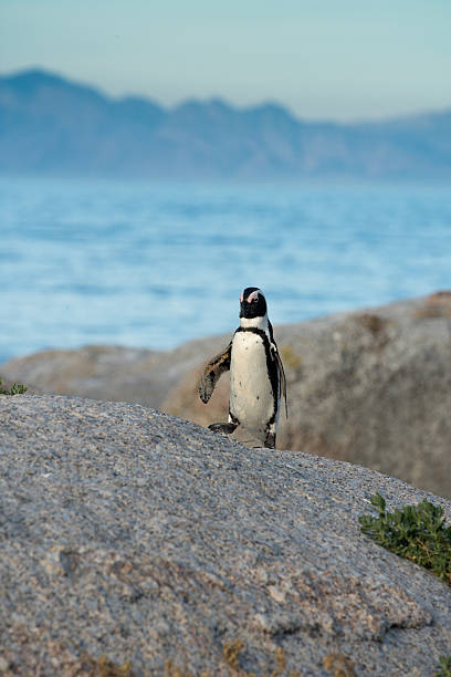 istock An African penguins on the beach 483734942