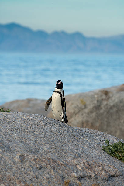istock An African penguins on the beach 483734946