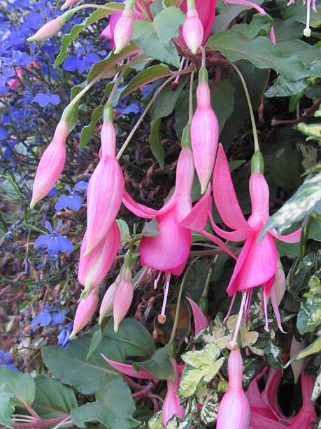 istock Wild pink bell-shaped flower 483735364