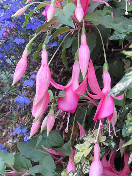 Wild pink bell-shaped flower stock photo