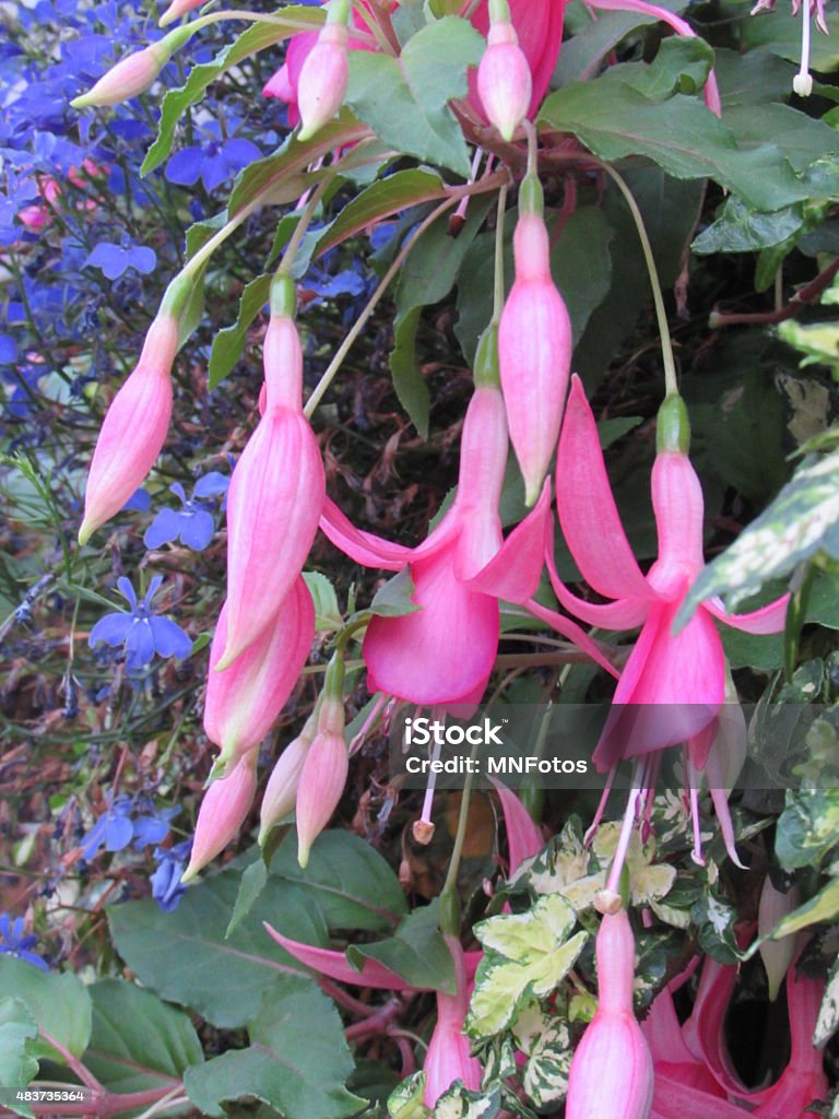Flor De Con Forma Silvestre Campana Rosa — стоковые фотографии и другие картинки 2015 - 2015, Ботаник, Ботаника - iStock Flor De Con Forma Silvestre Campana Rosa — стоковые фотографии и другие картинки 2015 - 2015, Ботаник, Ботаника - iStock
