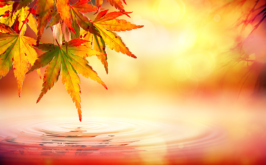 red maple leaves on pond