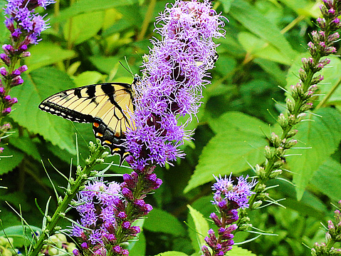 Yellow and black butterfly in a garden on a purple flower.