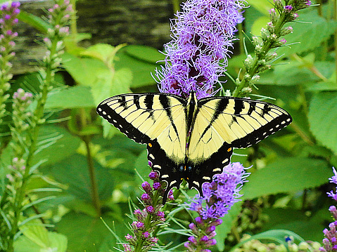 Yellow and black butterfly in a garden.