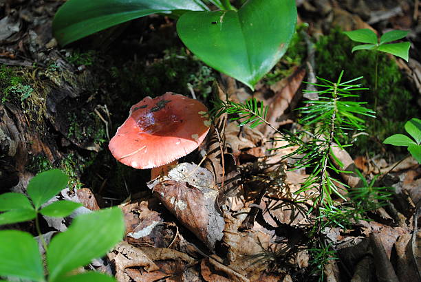 istock Small red mushroom in the woods 483735668