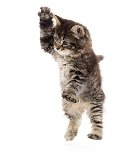 istock Cute baby tabby kitten on white 483735878