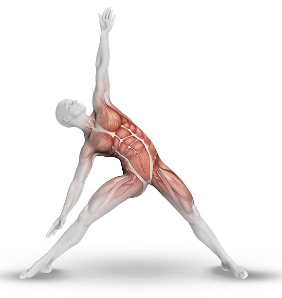 3 d 숫나사 그림, 일부 근육 맵을 요가 자세 - strength skinless muscular build human muscle 뉴스 사진 이미지