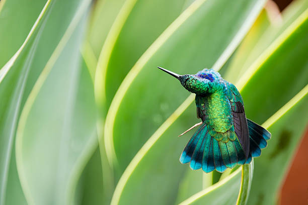 istock Green violetear hummingbird, Colibri thalassinus stretching out 483738882