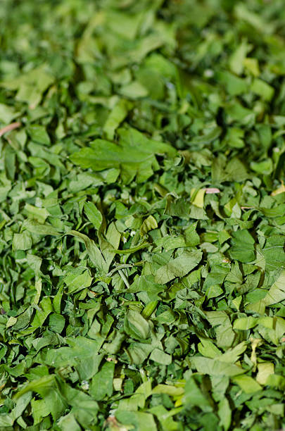 istock Dry parsley(Petroselinum hortense) used as herb, spice and vegetable. 483739062