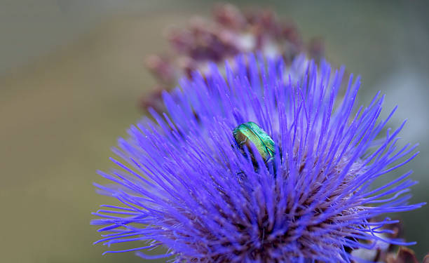 istock Green iridescent scarbe on an artichoke flower 483739214