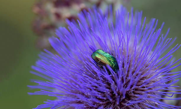 vert irisé scarabe sur fleur d'artichaut - scarab��e photos et images de collection
