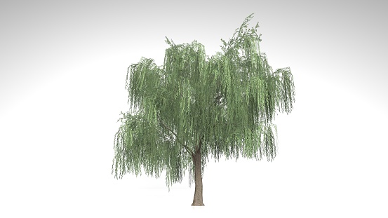 Large Weeping Willow tree with green leaves isolated on white background