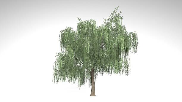 salgueiro-chorão árvore com folhas verdes em fundo branco - willow tree weeping willow tree isolated imagens e fotografias de stock