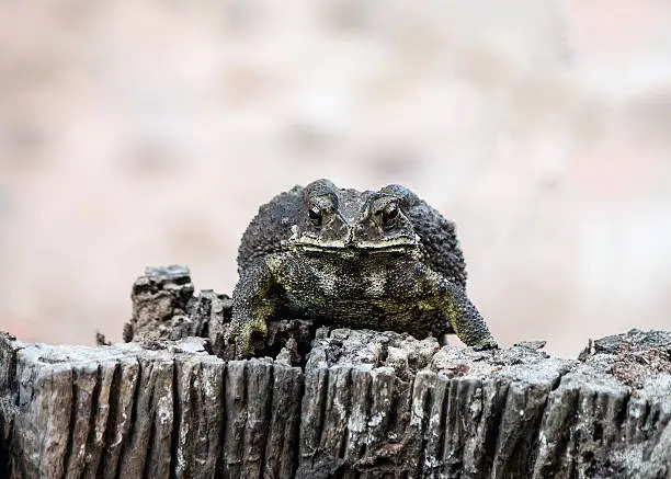 Photo of angry frog