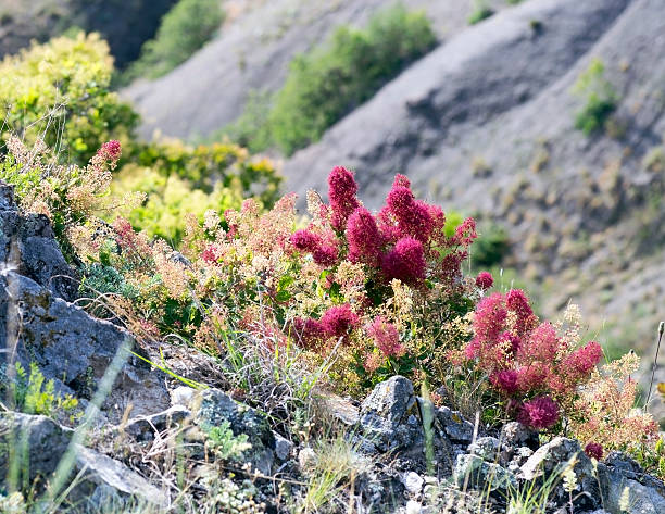 Pericopae wood or smoke tree (lat. Cotinus)