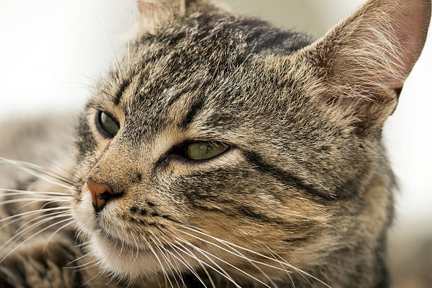 Tabby Cat Stock Photo - Download Image Now - 2015, Animal Nose