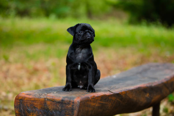 little pug dog in arm to his female mistress looks with big and alert eyes.