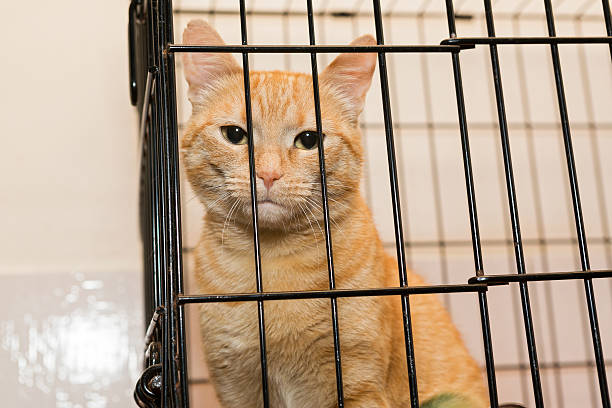 istock Beautiful orange cat is sad 483744056