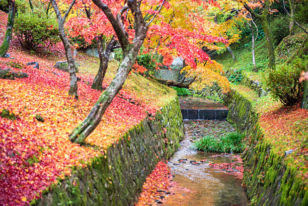 coloré de feuille d'érable sur automne - japanese maple leaf water japan photos et images de collection