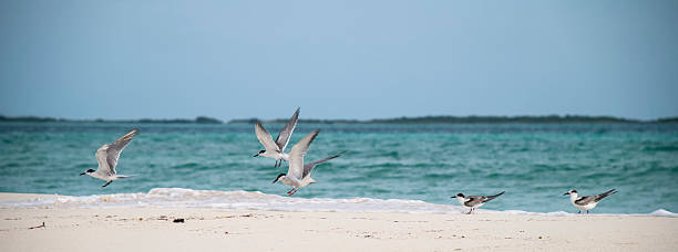 istock Panorama of seagulls on the beach 483745122