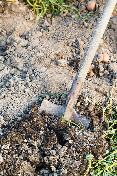 istock digging of agrarian field by spade 483745382