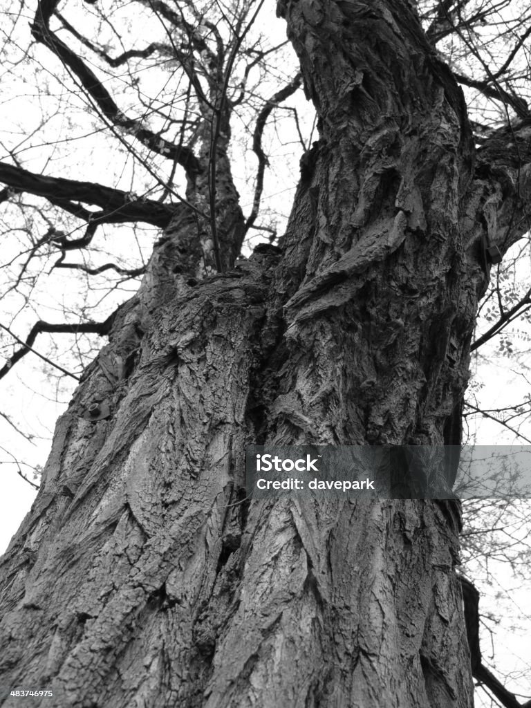 Черный и белый дерево - Стоковые фото Без людей роялти-фри