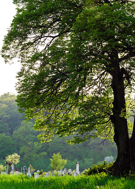 istock Countryside cemetery with green grass and trees 483747011